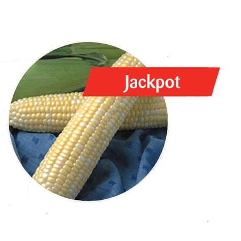 jackpot sweet corn reviews|Jackpot Sweet Corn – 4 The Grower.